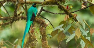 Central-America-Costa-Rica-Jewels-14-bird
